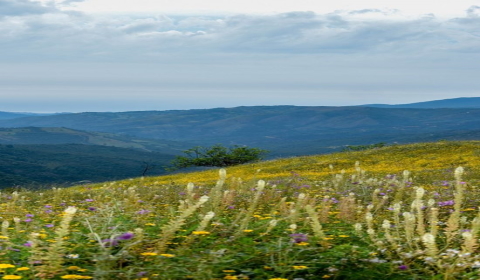 les hauts plateaux